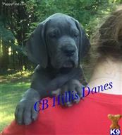 great dane puppy posted by CB Hillis Danes